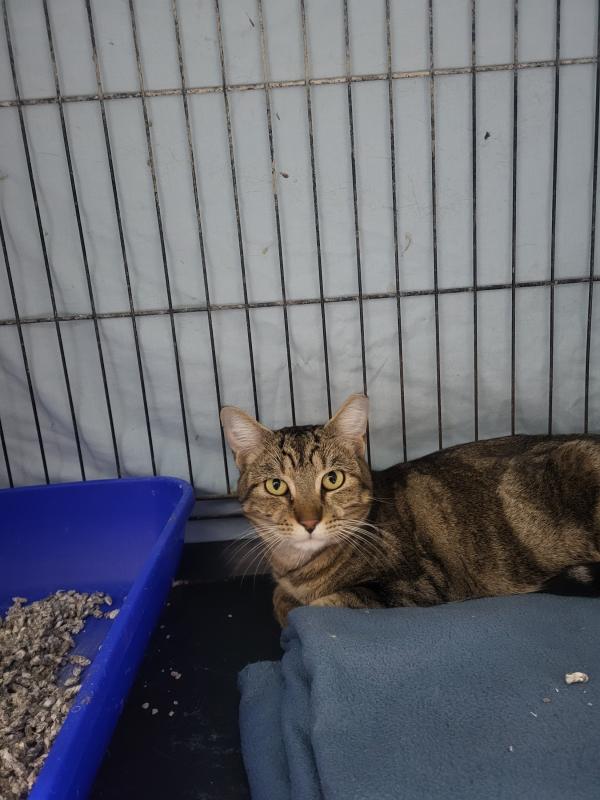 El Greco aka Domenikos Theotokopoulos