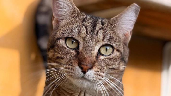 El Greco aka Domenikos Theotokopoulos