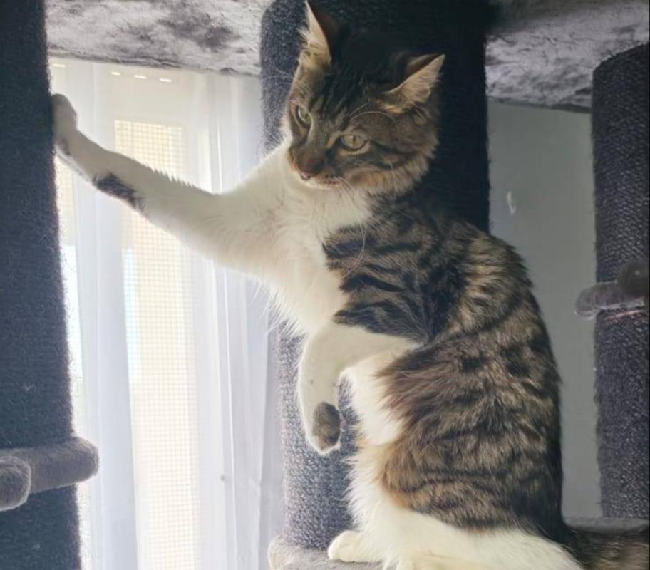 Izya