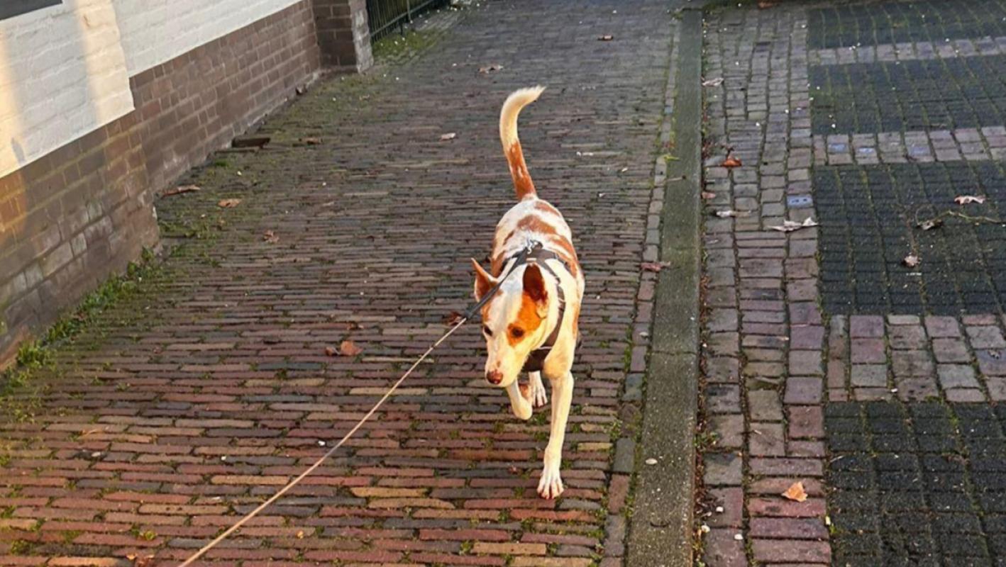 Kaas