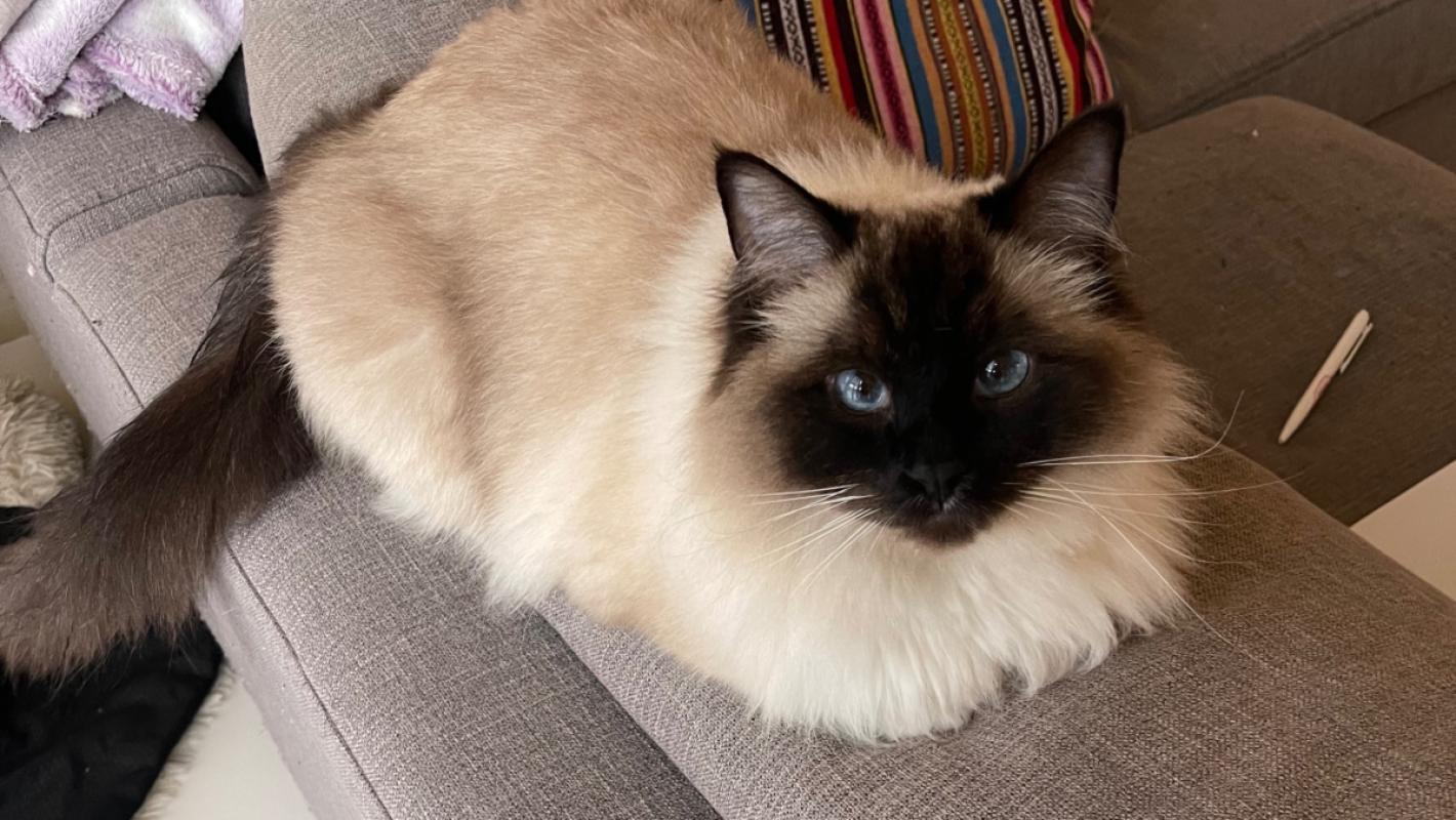 Mimi