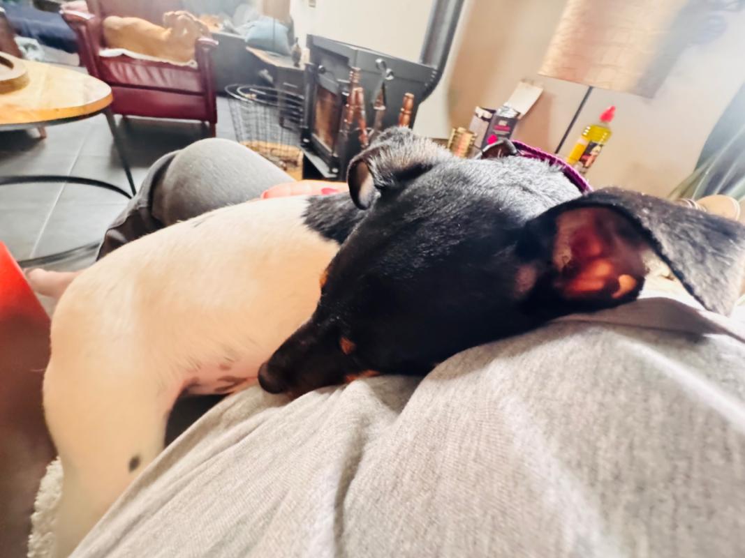 Gusje