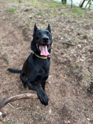 Loki