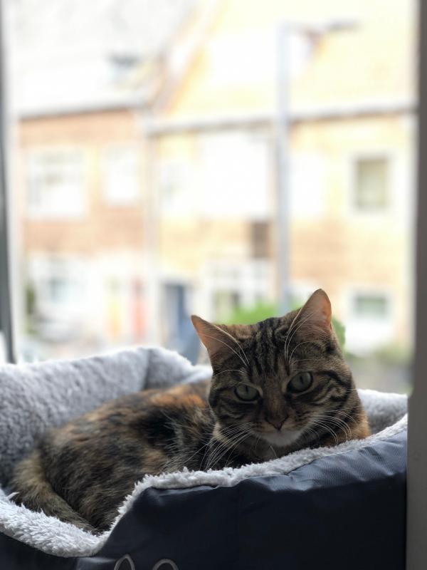 Sofie