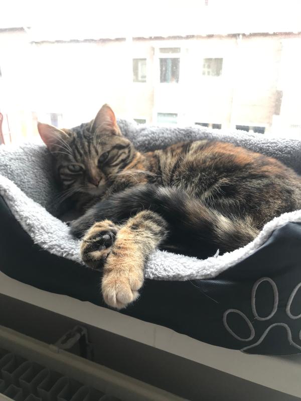 Sofie
