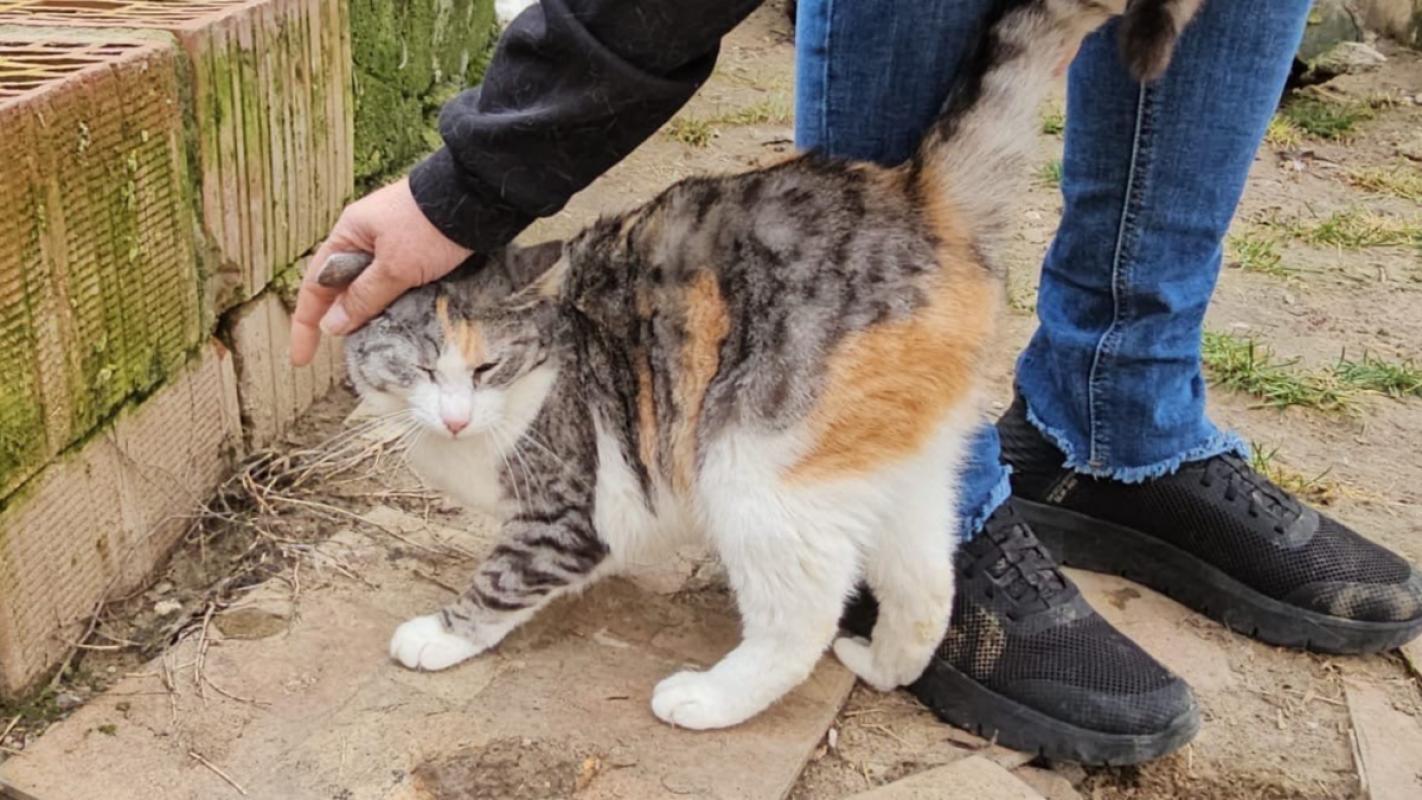 Tum tum