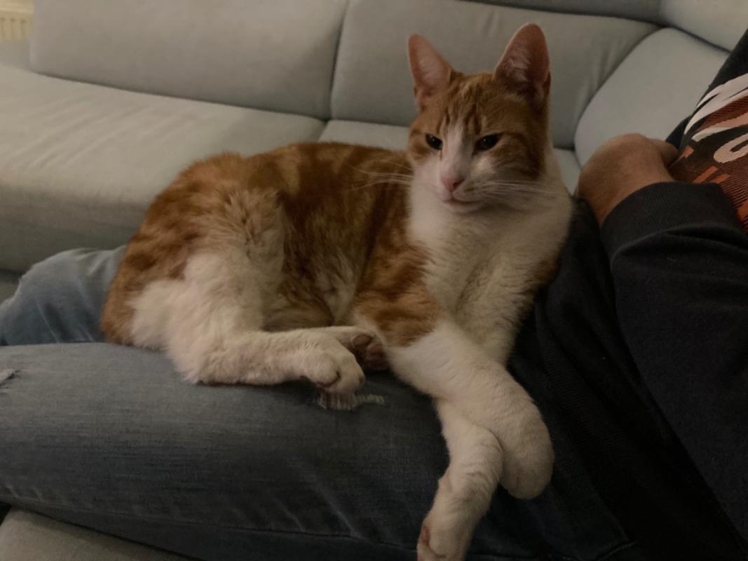 Simba