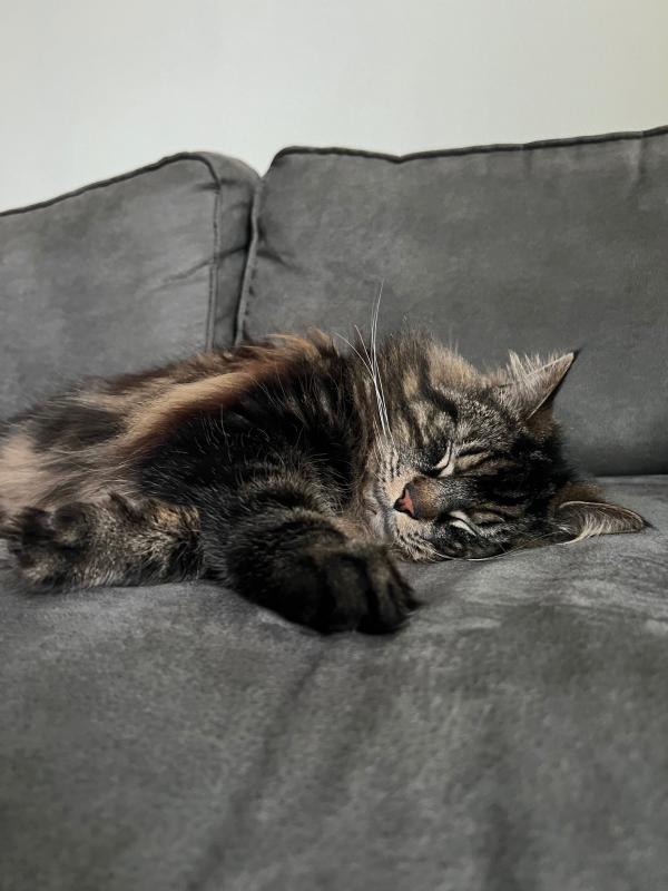 Loki