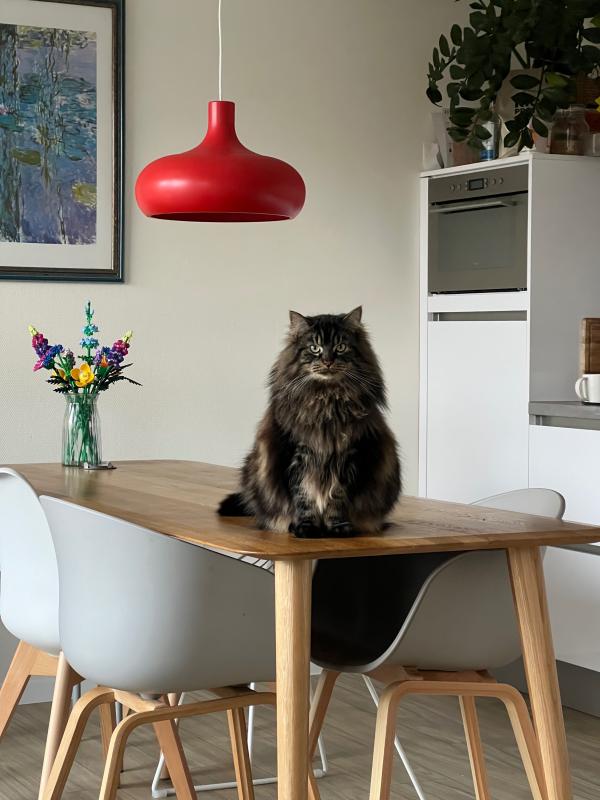 Loki