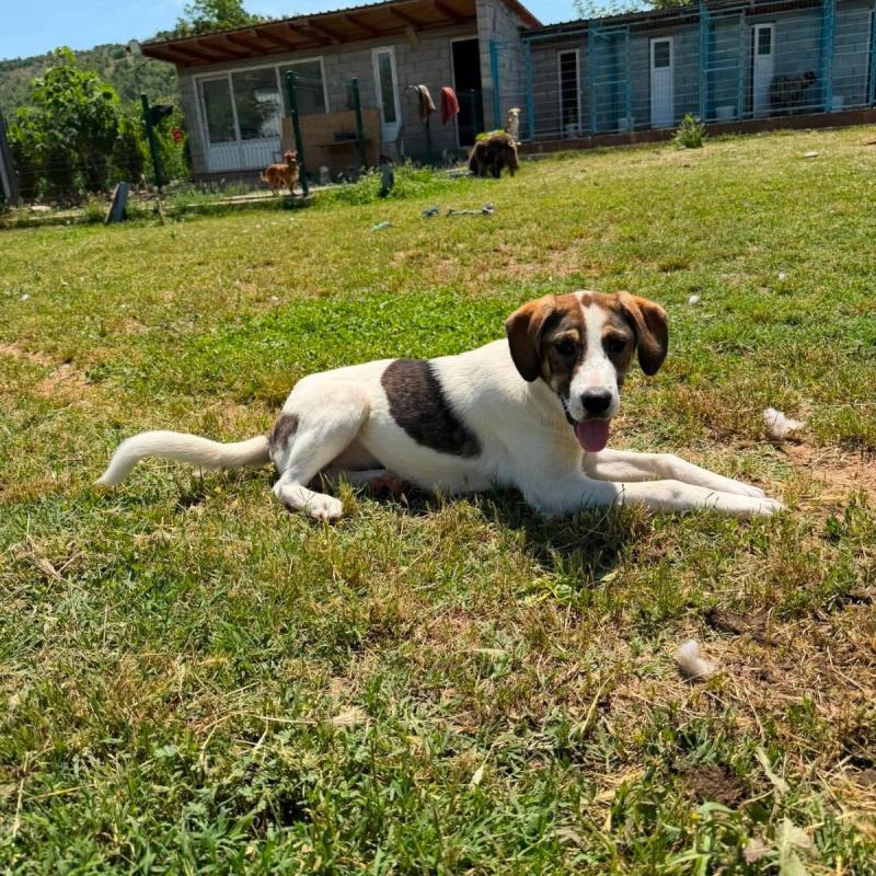 Leila
