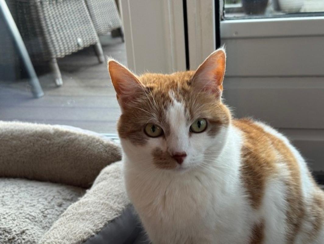 Saartje