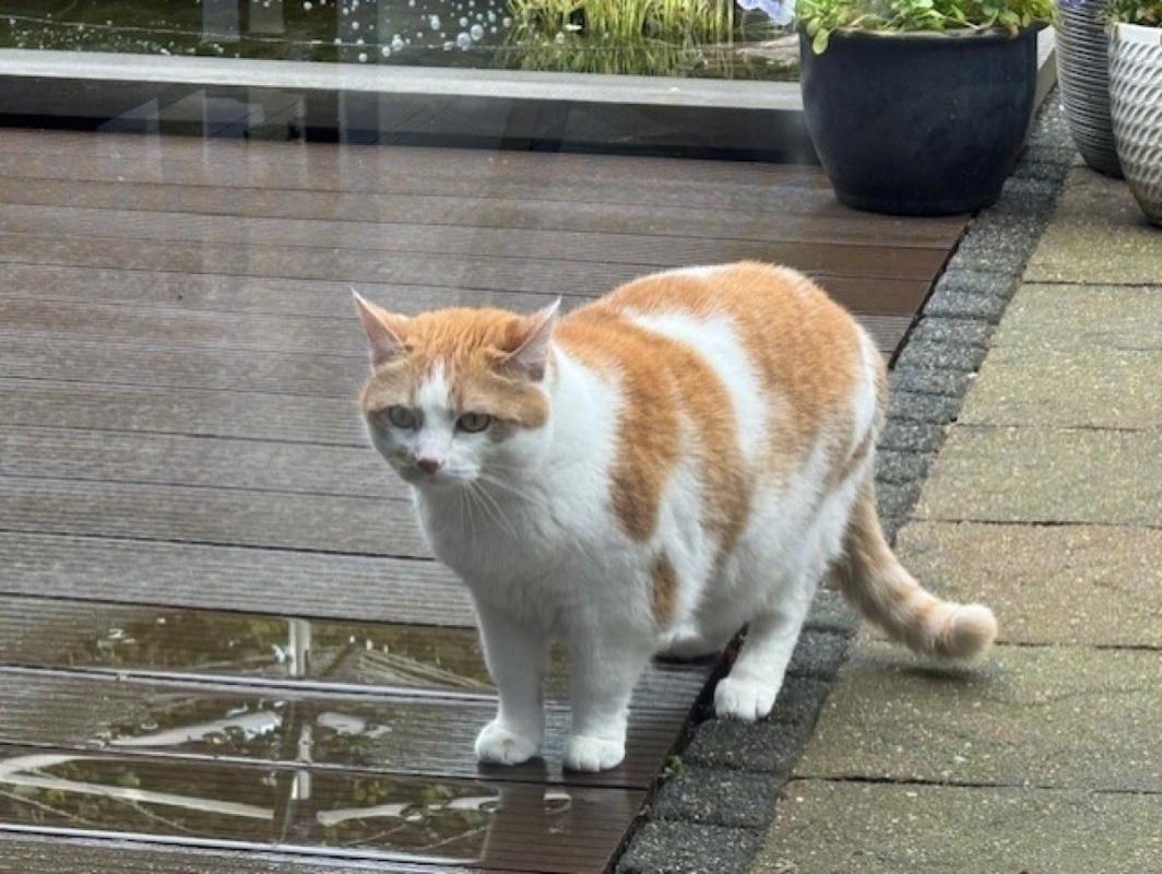 Saartje