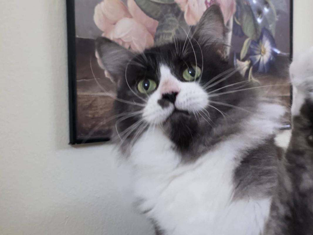 Amélie