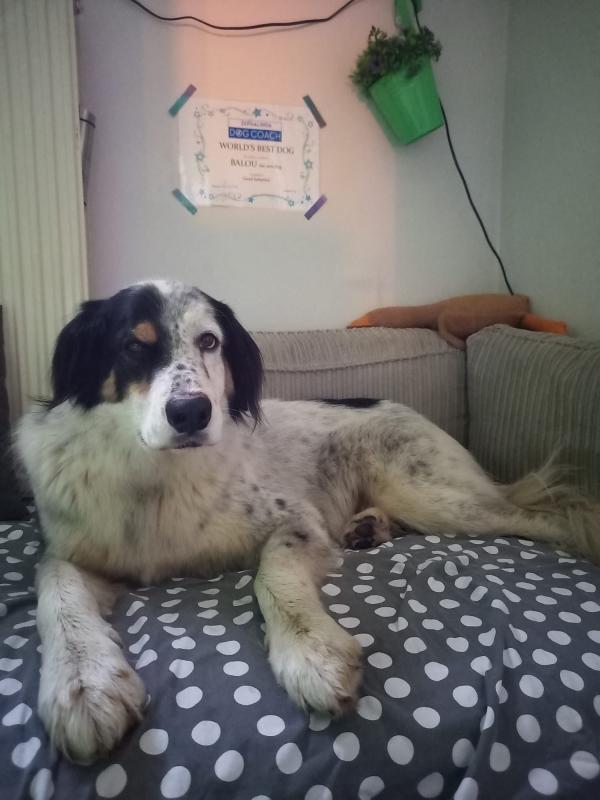 Balou