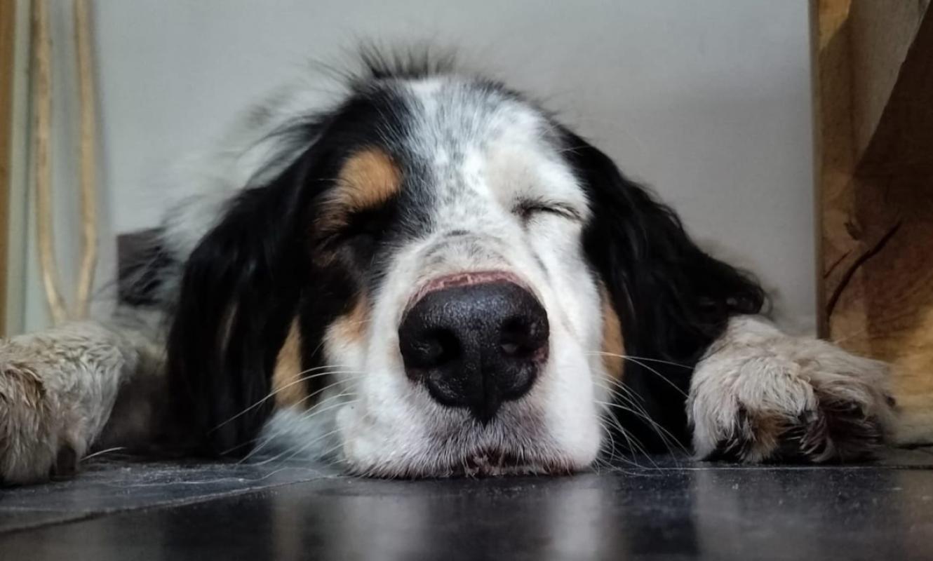 Balou