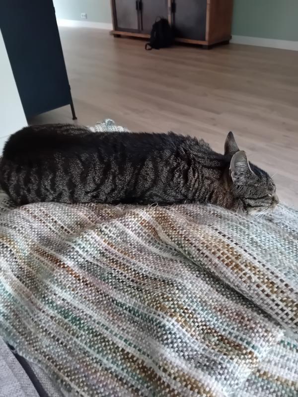 Boris