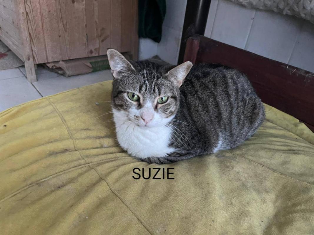 Suzi