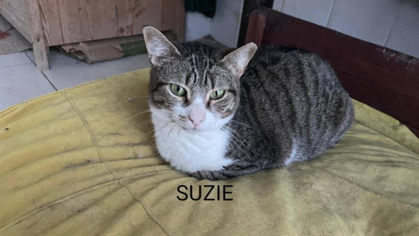 Suzi
