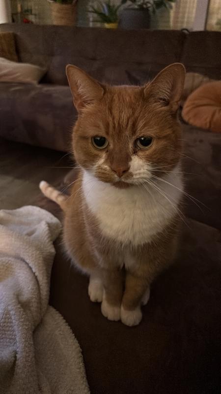 Ramses