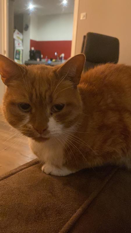 Ramses