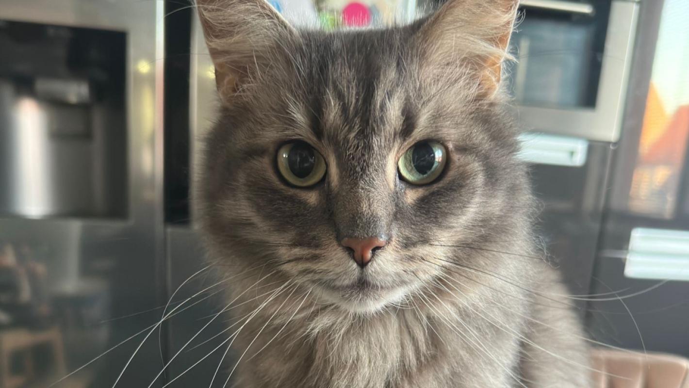 Jax