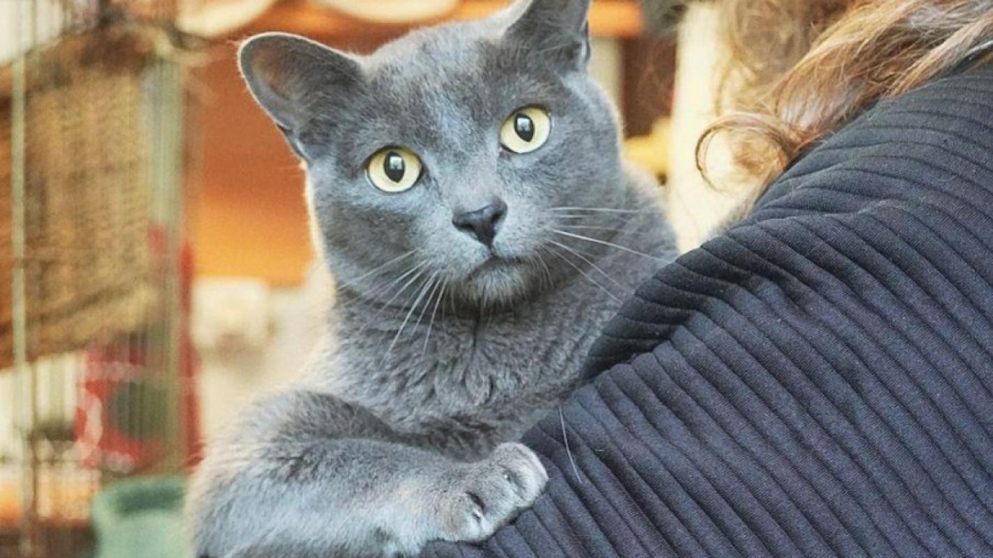 Bagheera