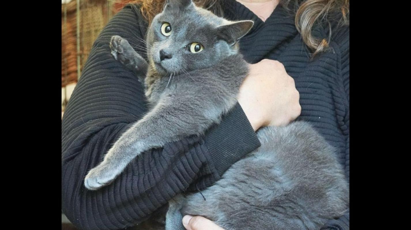 Bagheera