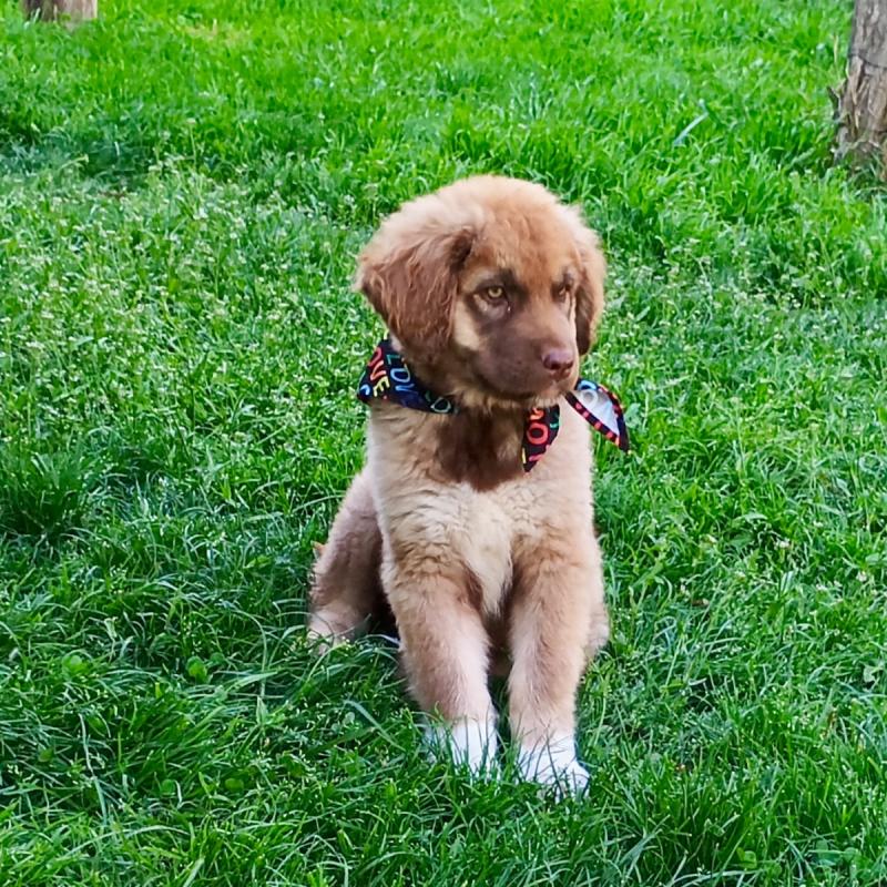 Basko