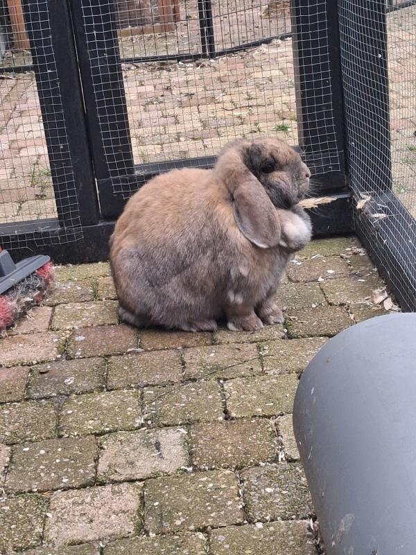 Woezel + Pip + Bollie