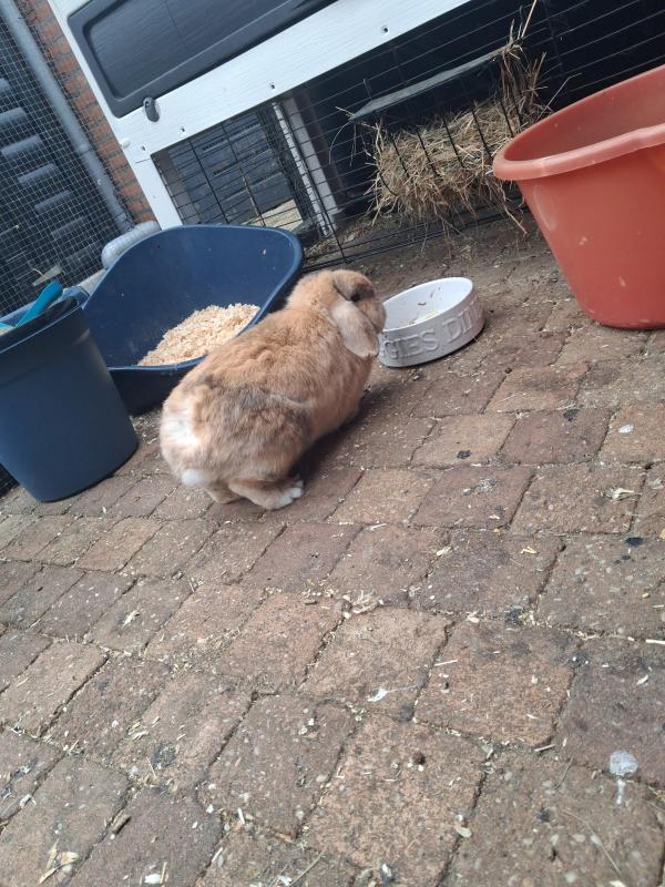 Woezel + Pip + Bollie