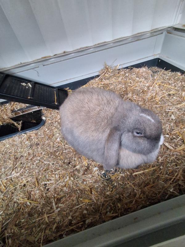 Woezel + Pip + Bollie