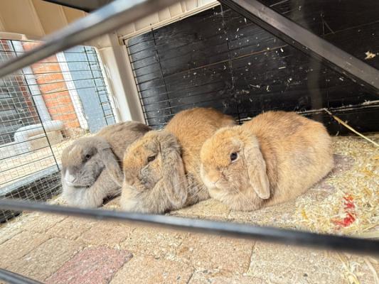 Woezel + Pip + Bollie