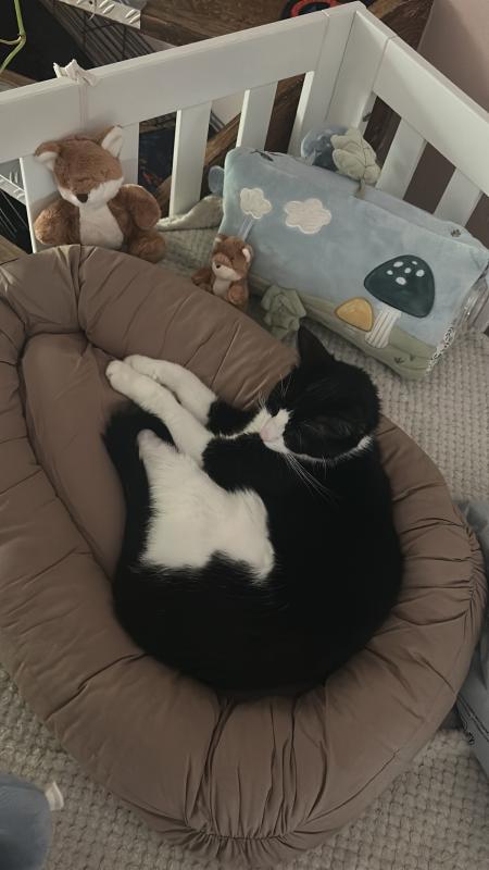 Lio