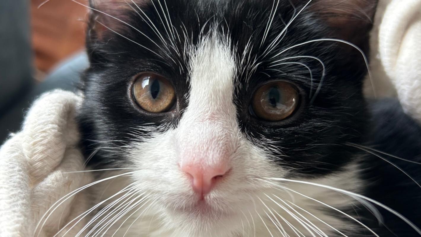Lio