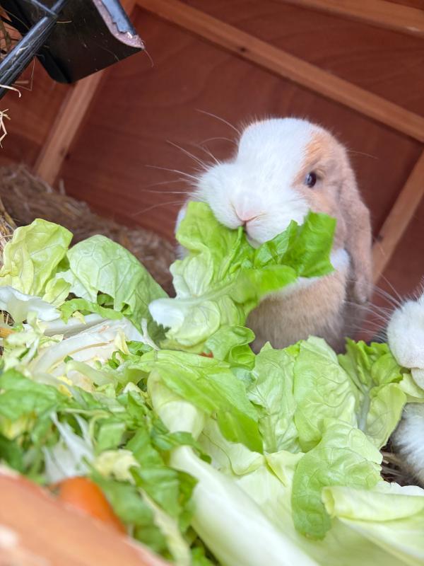 Vlekkie + Snoepie + Spekkie