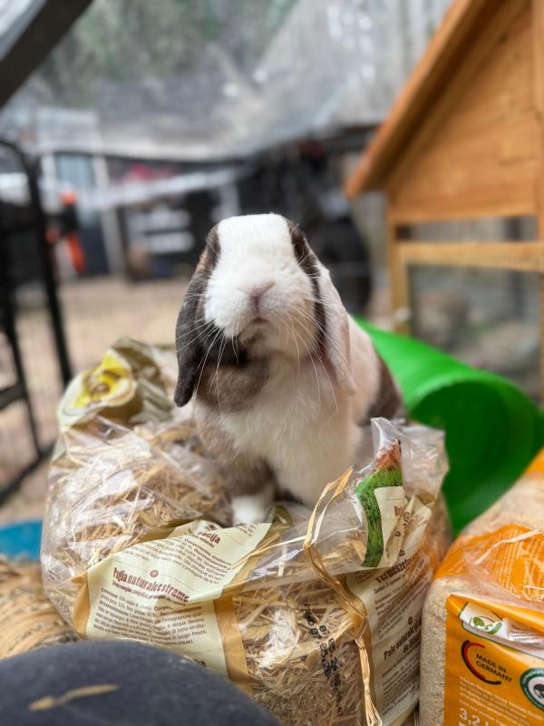 Vlekkie + Snoepie + Spekkie