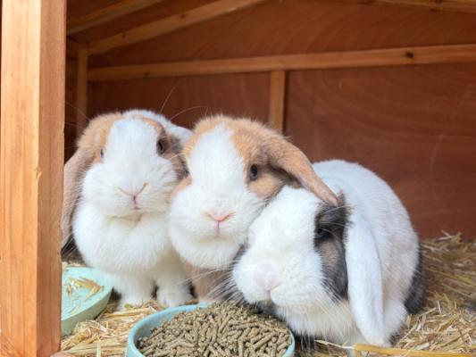 Vlekkie + Snoepie + Spekkie