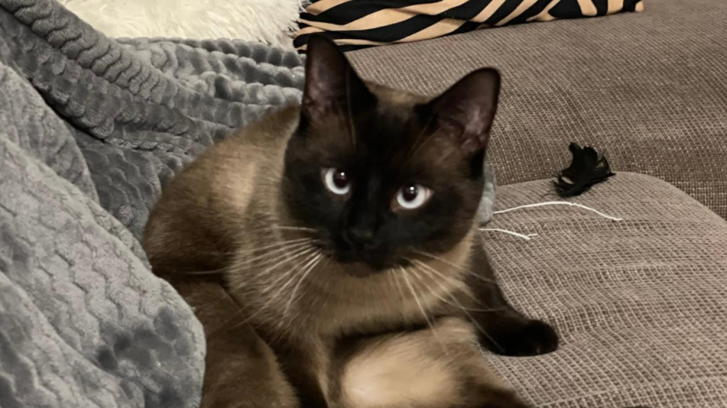 Ollie