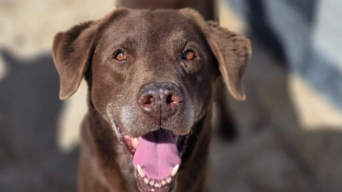 Nutella