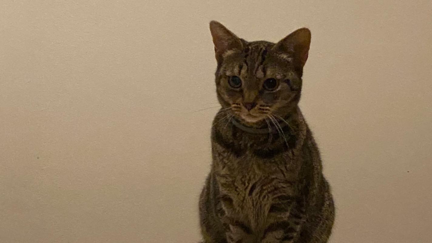 Whisky