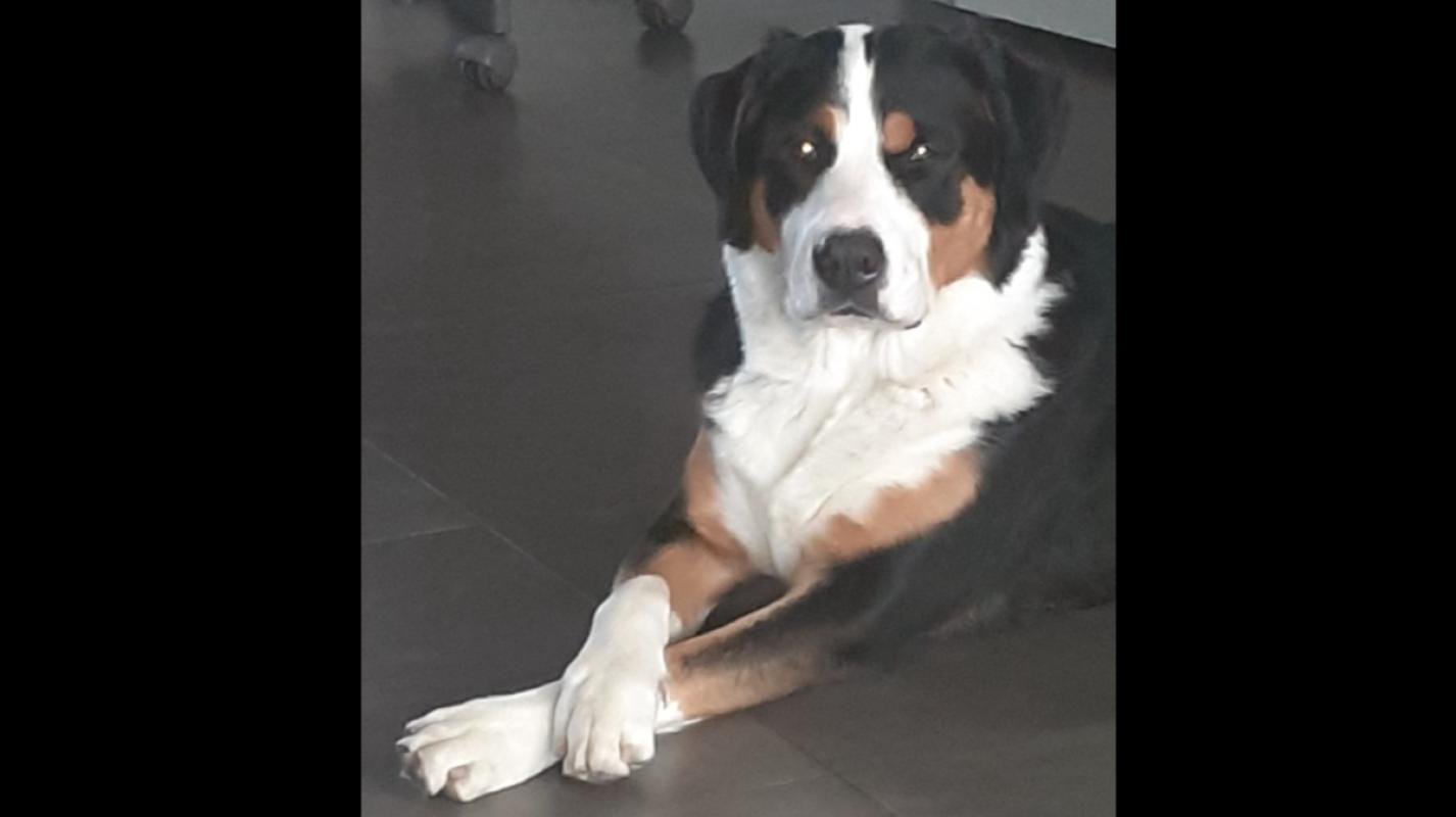 Bruce