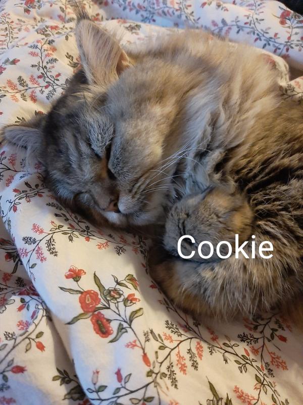 Cookie