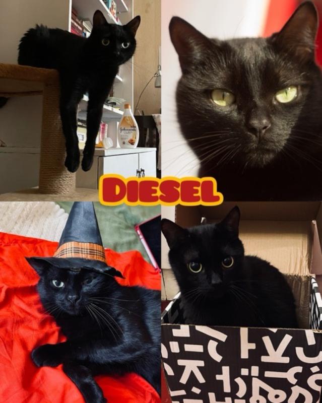 Diesel
