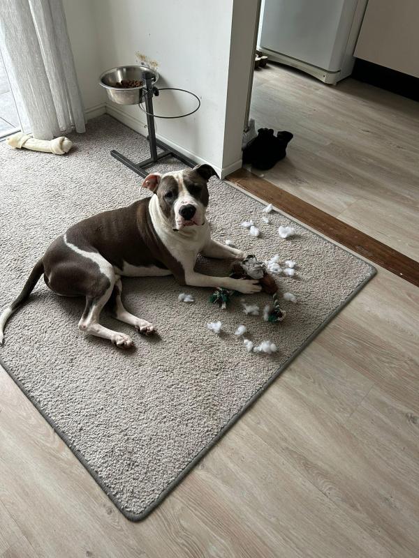 Thor
