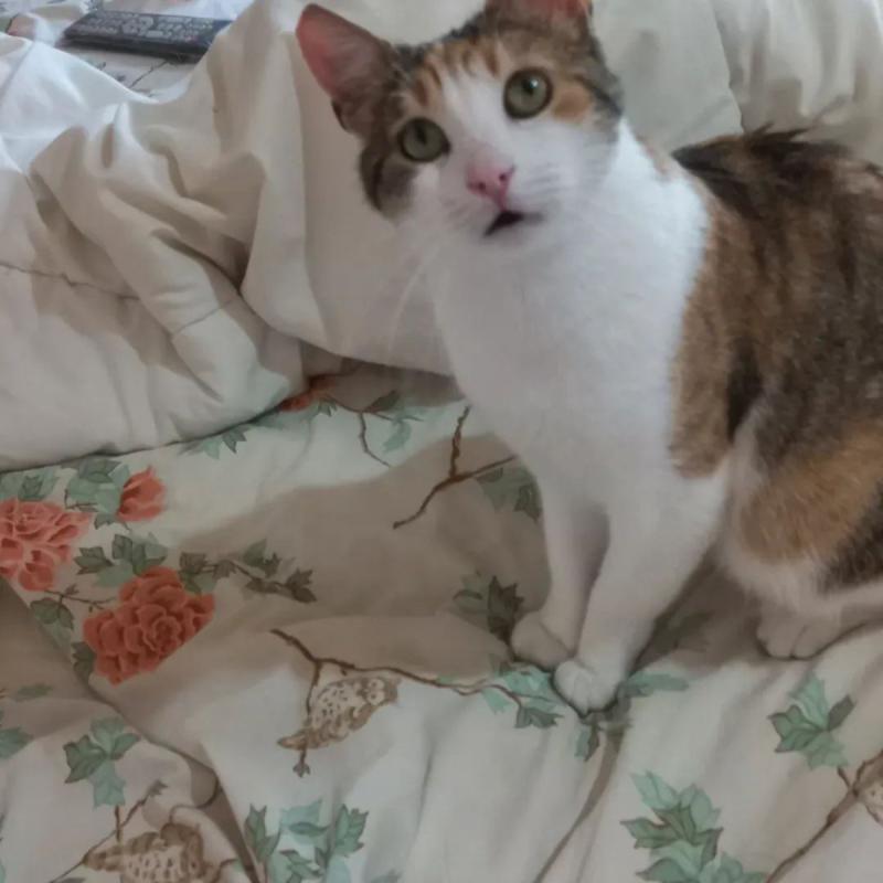 Nina