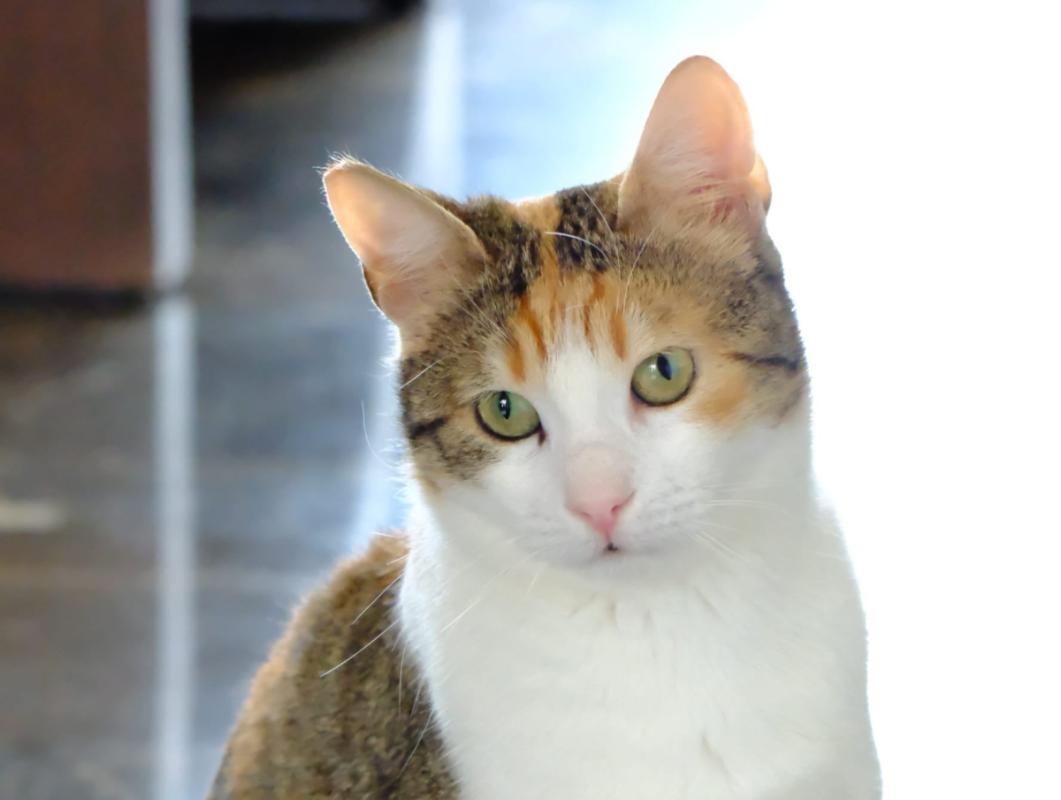 Nina