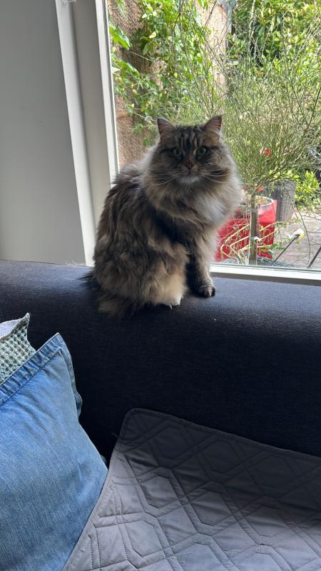 Bowie