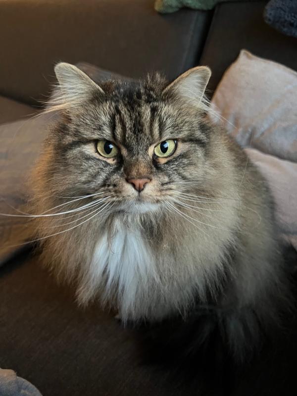 Bowie