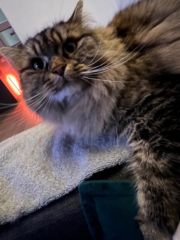 Bowie