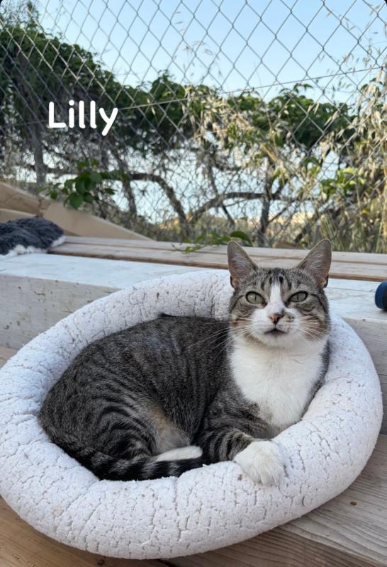 Lilly